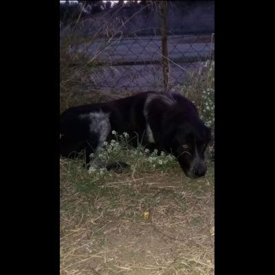 GIULIA e ODETTE una teglia per due CAGNOLINE IN ADOZIONE - Foto 5