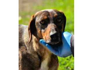 Magnifico MELAMPO mix segugio CANE IN ADOZIONE