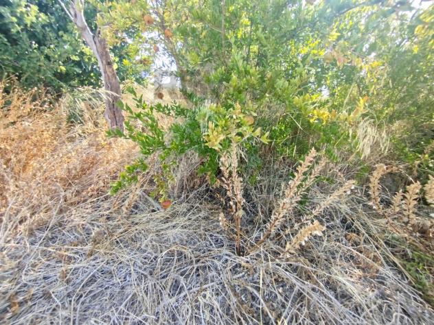 Terreno in vendita a Siracusa, Tremmilia - Foto 9