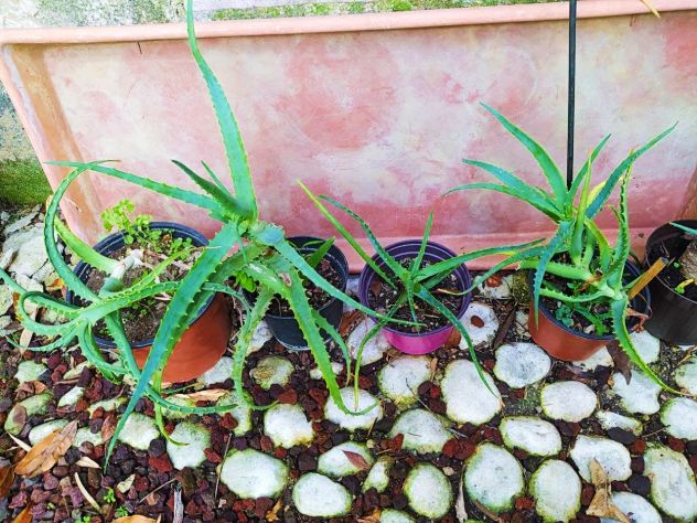 Aloe Arborescens in vaso - Foto 2