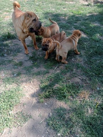 Shar Pei (cuccioli di SharPei) - Foto 9