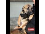 CUCCIOLI IN ADOZIONE: RANDY TENERO LUPETTO TG MEDIA