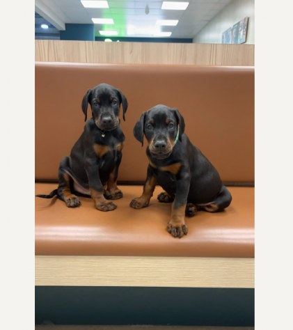 Adorabili Dobermann cucciolini - Foto 3