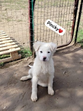 SPLENDIDE CUCCIOLE 3 MESI taglia media IN CANILE - Foto 7