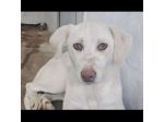 QUERA CAGNOLINA IN ADOZIONE