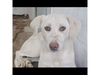 QUERA CAGNOLINA IN ADOZIONE