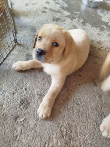 Cucciolo di Labrador Retriever - Foto 2