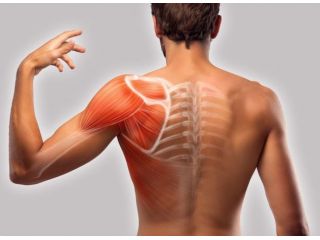 Massaggi - benessere Fermo - Massaggio a domicilio Tel:3381312886