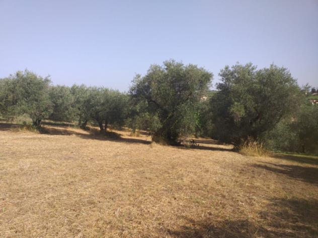 Agricolo in Via XII Apostoli