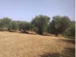 Agricolo in Via XII Apostoli