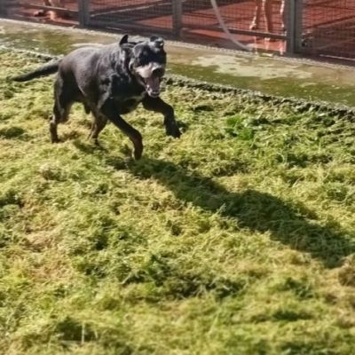 ULISSE UN MIRACOLO D'AMORE CANE IN ADOZIONE - Foto 4