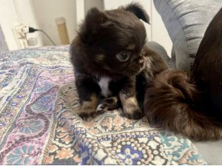 Cuccioli chihuahua
