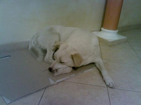 BIANCO, giovane bello e buono - Foto 2