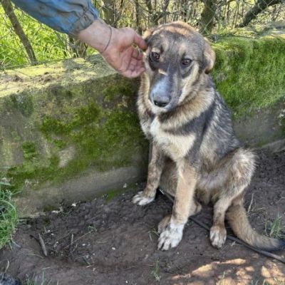 JOHNNY LA DOLCEZZA, CUCCIOLO IN ADOZIONE - Foto 3