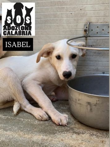 CUCCIOLI IN ADOZIONE - Foto 8