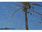 NOLEGGIO MACCHINA EFFETTO NEVE CASERTA NAPOLI 3293059534