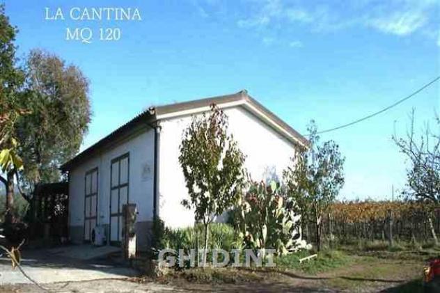 TERRENO AGRICOLO di 10 vani e di 310 mq (ROCCASTRADA - MONTEMASSI) rif. 1891.260M