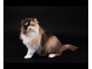 Gatta persiana