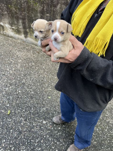 Chihuahua - Foto 2
