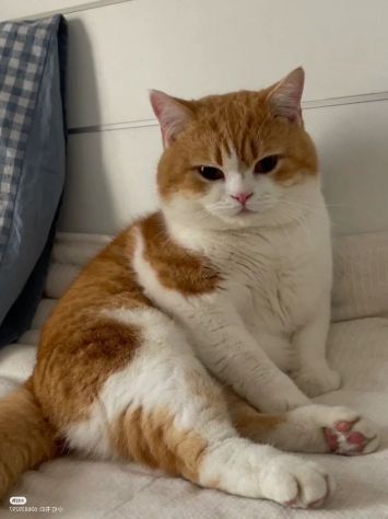 Camilla british shorthair bianco arancio