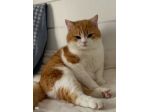 Camilla british shorthair bianco arancio