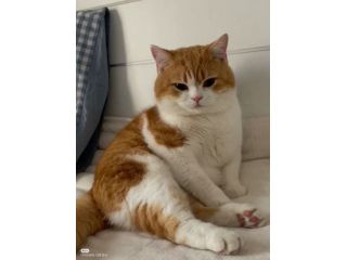 Camilla british shorthair bianco arancio