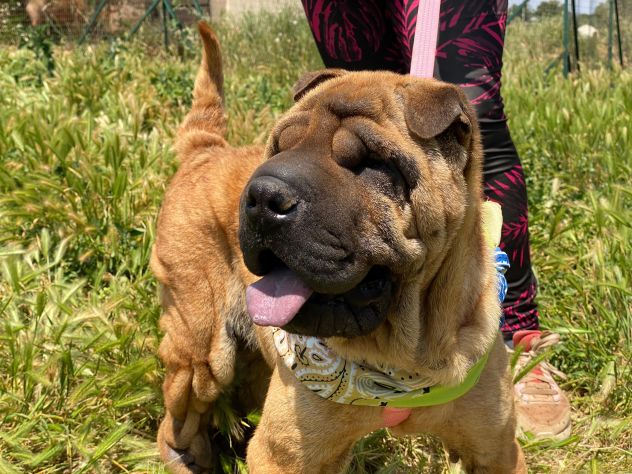 Adotta Anita dal canile, simil Shar pei - Foto 8