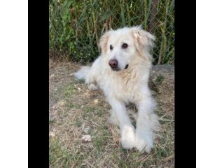 TERENCE UN GRANDE COCCOLONE CANE IN ADOZIONE