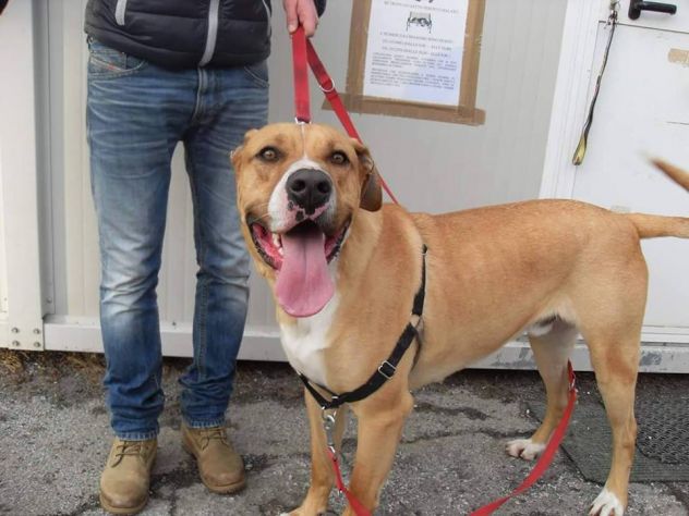 SANSONE, magnifico cagnolone - Foto 2
