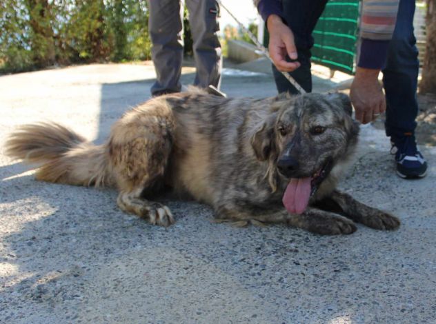 BICE 8 ANNI TAGLIA GRANDE - Foto 3