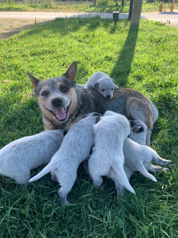 Splendidi cuccioli Australian Cattle Dog - Foto 3