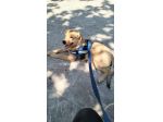 Mia dolcissima cucciola simil labrador