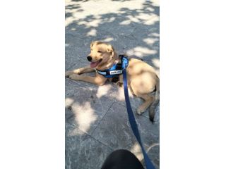 Mia dolcissima cucciola simil labrador