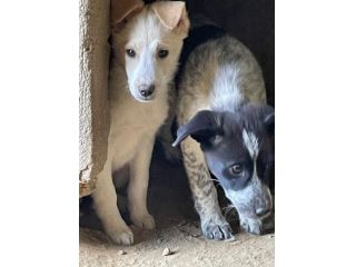 CUCCIOLI 3 MESI Taglia media