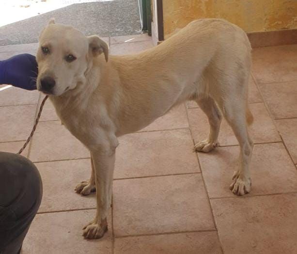 KIM SIMIL LABRADOR 2 ANNI - Foto 2