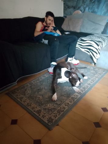 Regalo cane - Foto 2