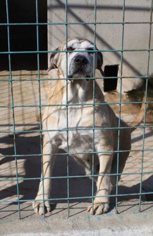 DANTE 11 ANNI TAGLIA MEDIA GRANDE