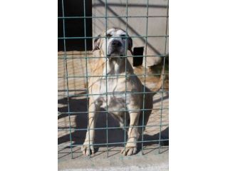 DANTE 11 ANNI TAGLIA MEDIA GRANDE