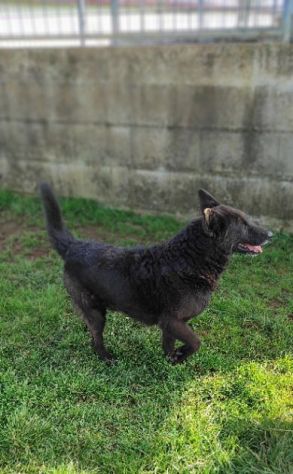 CAGNOLINO CERCA CASA, ALBERTO TAGLIA MEDIO CONTENUTA - Foto 8
