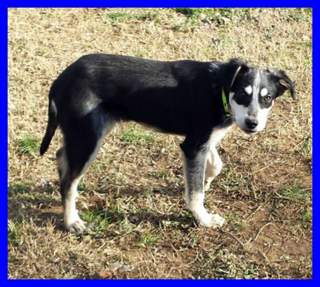 DUMBO, SPLENDIDO CUCCIOLONE CERCA CASA - Foto 4