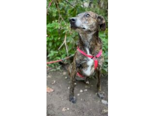 ASiA cagnolina in adozione