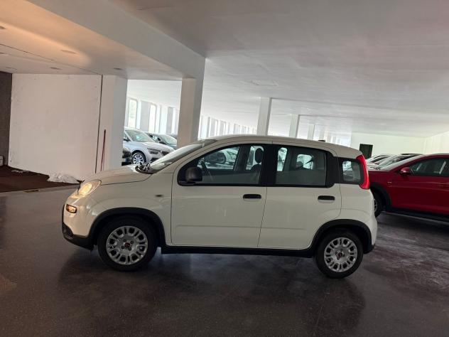 FIAT Panda Panda 1.0 firefly hybrid s&s 70cv 5p.ti - Foto 2