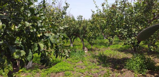 Terreno in vendita a Fiumefreddo di Sicilia - Foto 2
