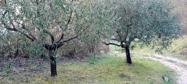 piante ulivo - Foto 5