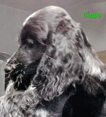Cucciolo cocker spaniel inglese Blu roano - Foto 6