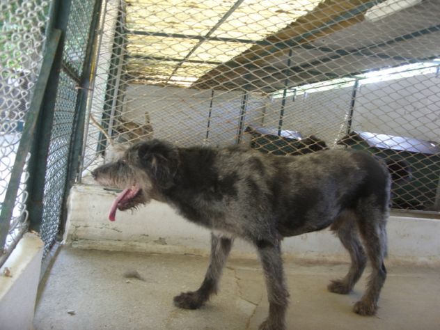 CICO, dolce mix spinone - Foto 2
