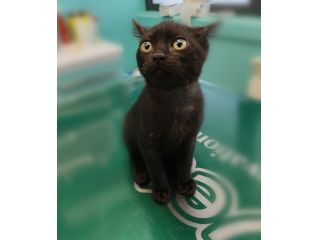 Kata, gattina sfortunata prossima alla scadenza..