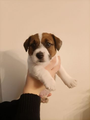 Broken Jack Russell Terrier