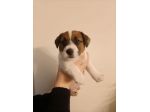 Broken Jack Russell Terrier