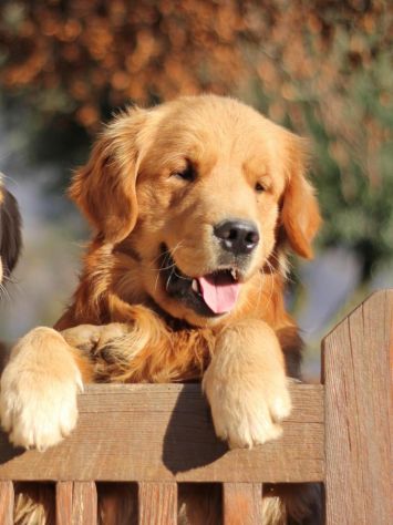 Cuccioli di Golden Retriever con pedigree ENCI - Foto 2
